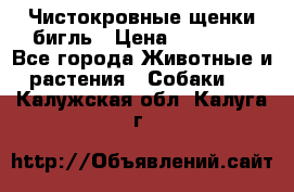 Чистокровные щенки бигль › Цена ­ 15 000 - Все города Животные и растения » Собаки   . Калужская обл.,Калуга г.